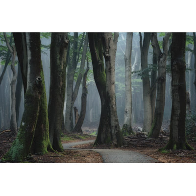 Winding Through the Trees