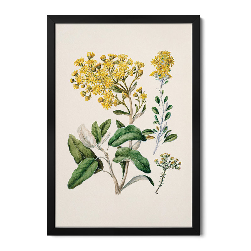 Daisy Brachyglottis - reproduction d'art murale - affiche de galerie, H 32 po x l 24 po