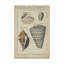 «Vintage Shell Study II» par Martini, reproduction sur toile-33424474