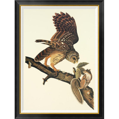 " Barred Owl " by James Audubon