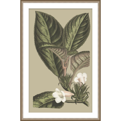 Botanical Jungle 3 Framed Print
