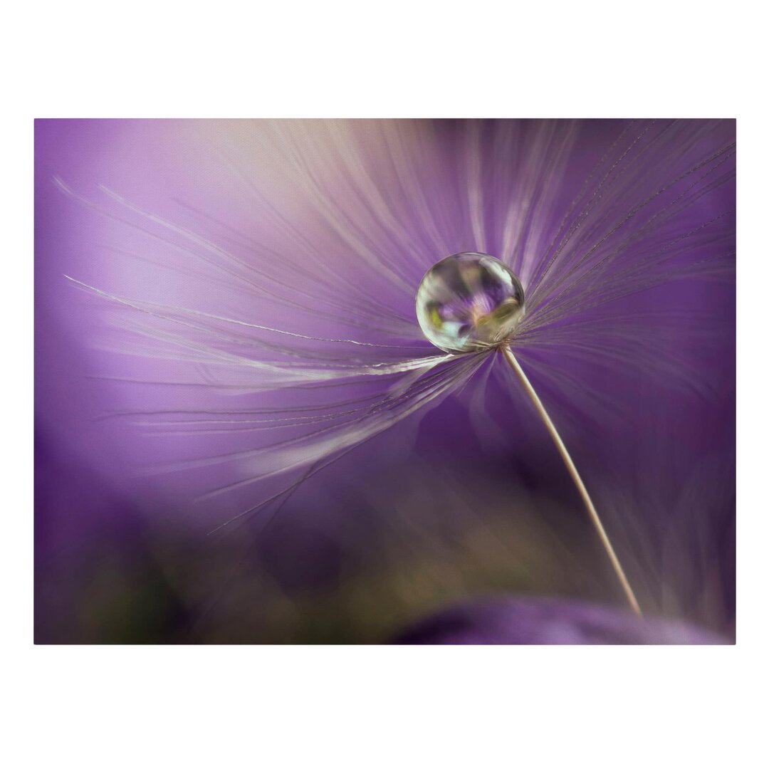 Leinwandbild Pusteblume In Violett