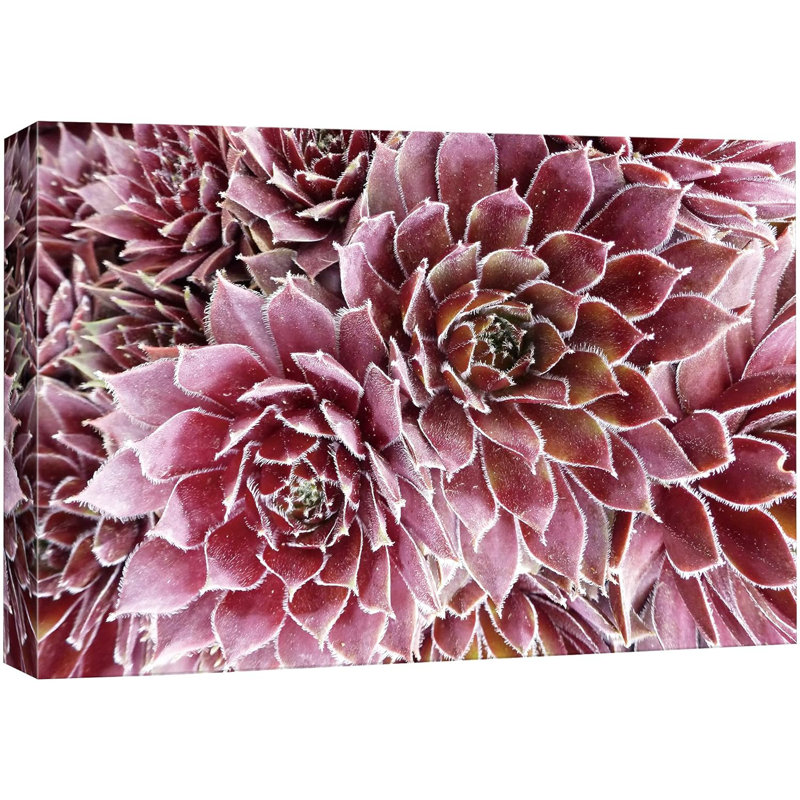 Succulent " Purple And Pink Rose Crassula Succulent Wilderness ", 32'' H x 48'' W