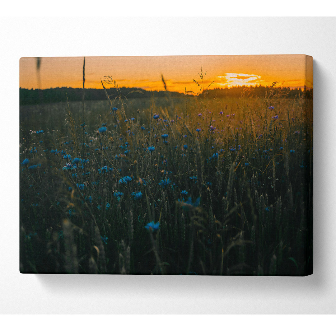 Blaue Blumen bei Sonnenuntergang