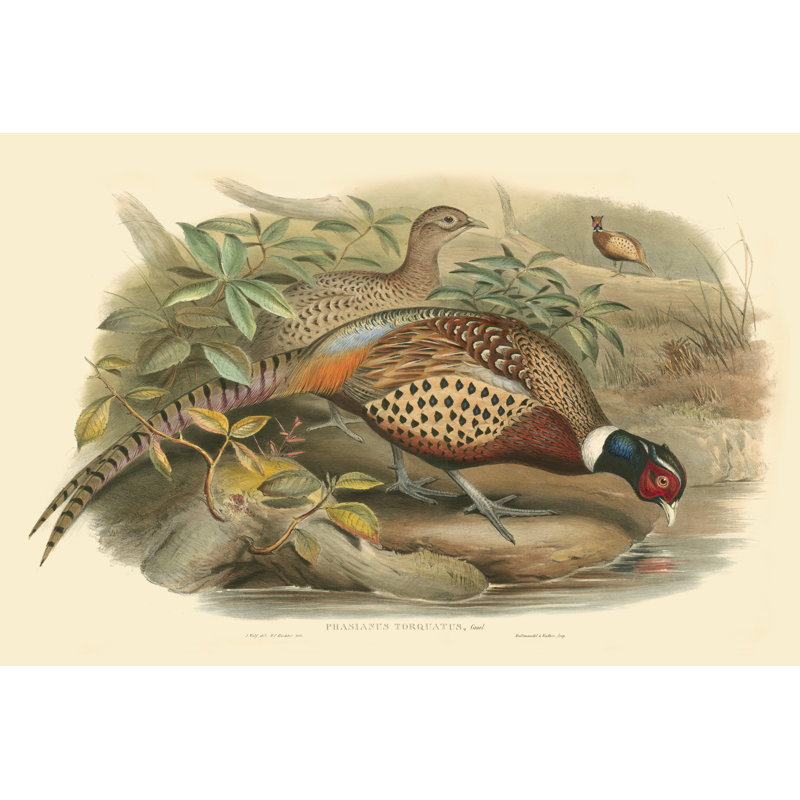 Gould Pheasants I - Wrapped Canvas Print, 20cm H x 30cm W