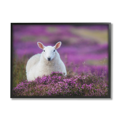 " Elegant White Sheep Among Purple Flower Meadow "