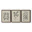 Antique Black and White Botanical VII - Ensemble de 3 reproductions d'art sur toile-282180057-282180060