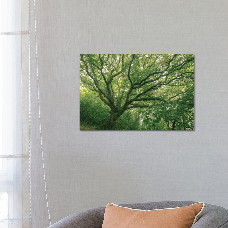 Oak Forest by Adam Burton - Wrapped Canvas Print, 66.04 cm H x 45.72 cm W x 1.91 cm D