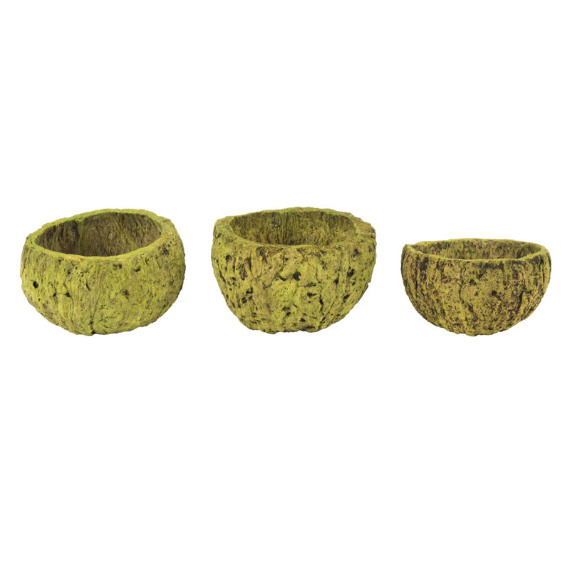 Noix de coco maya entièrement naturelle, séchée, Basilic