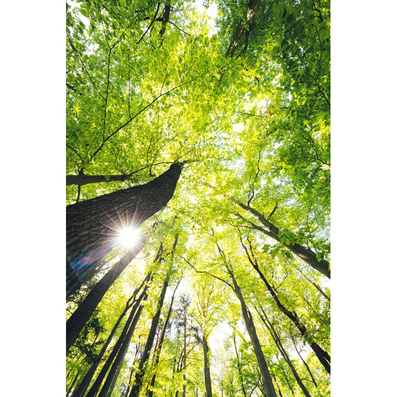 Forêt verte par Borchee, H 12 po x l 8 po