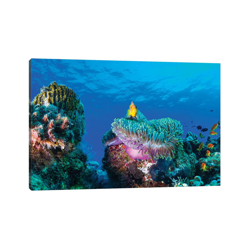 Sea Life by Roberto Marchegiani - Wrapped Canvas Gallery-Wrapped Canvas Giclée, 20.32 cm H x 30.48 cm W