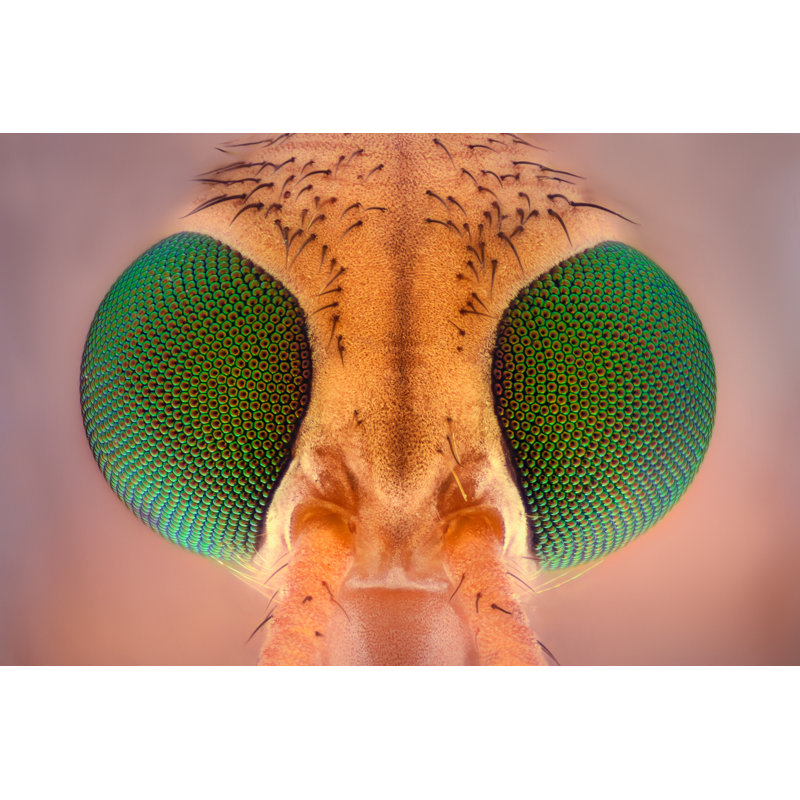 Belvoir Crane Fly Head by Constantincornel - Wrapped Canvas Print, 81cm H x 122cm W x 3.8cm D