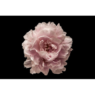 Pink Flower On The Black Background by KarpenkovDenis - Wrapped Canvas Print
