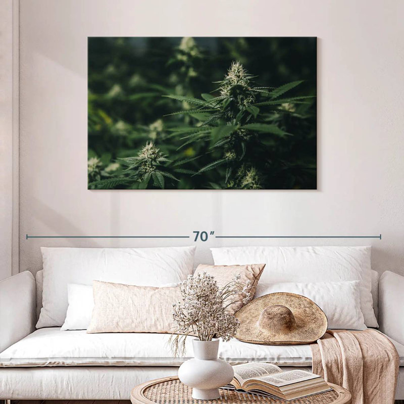 Marijuana fraîche, H 30 po x l 45 po