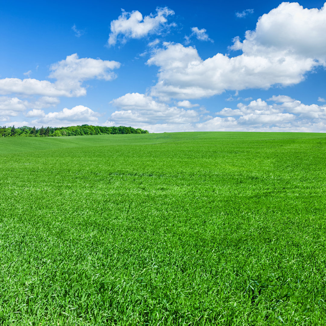 Quadratische Frühlingslandschaft XXXXL 31MPix - Wiese, blauer Himmel von Hadynyah - Kunstdrucke ohne Rahmen auf Leinwand