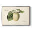 «Vintage Botanical - XLV» sur toile-1308361234-1308361232