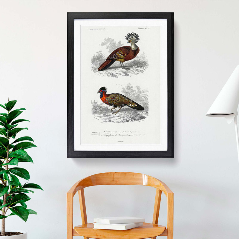 Bird Illustrations PL. 7 by Charles d Orbigny - Framed Print, Black Framed, 33cm H x 24cm W x 2cm D