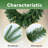 24"D Fir Christmas Wreath