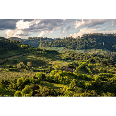 Cheboygan Vineyards And Forest - Wrapped Canvas Print