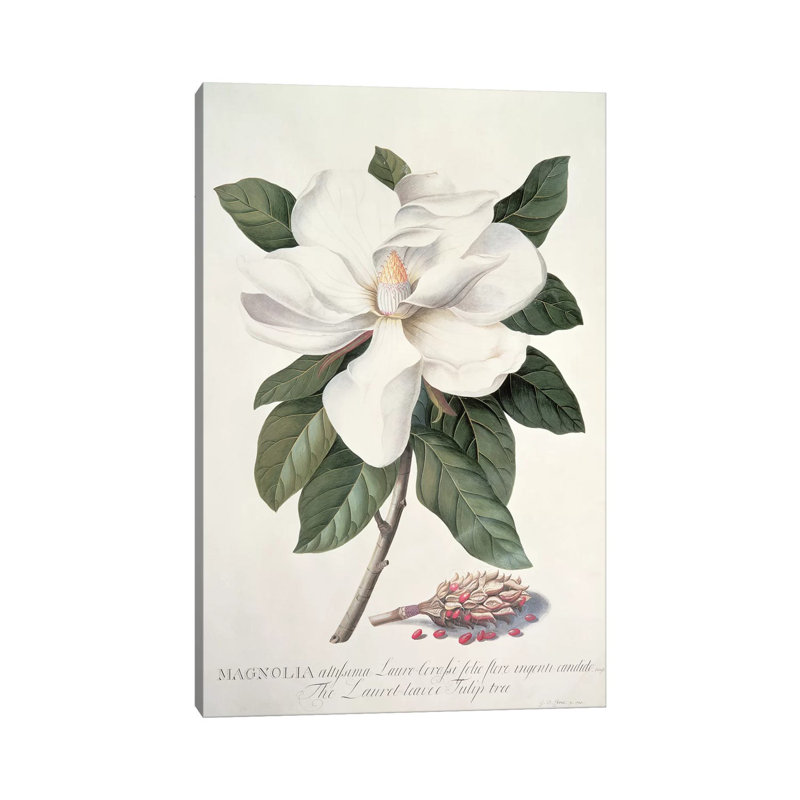 Magnolia by Georg Dionysius Ehret - Wrapped Canvas Print, 66.04 cm H x 45.72 cm W x 3.175 cm D
