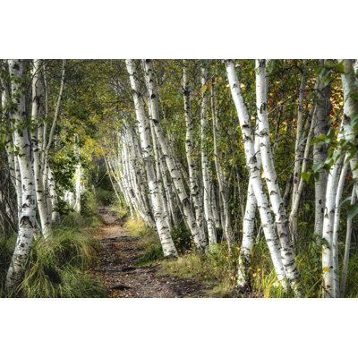 " A Walk Through The Birch Trees " by Danny Head
