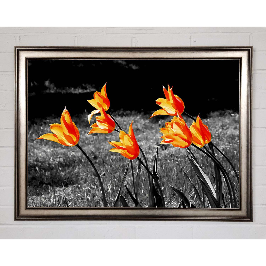 Orange Tulpen auf B N W - Einzelne Bilderrahmen Kunstdrucke