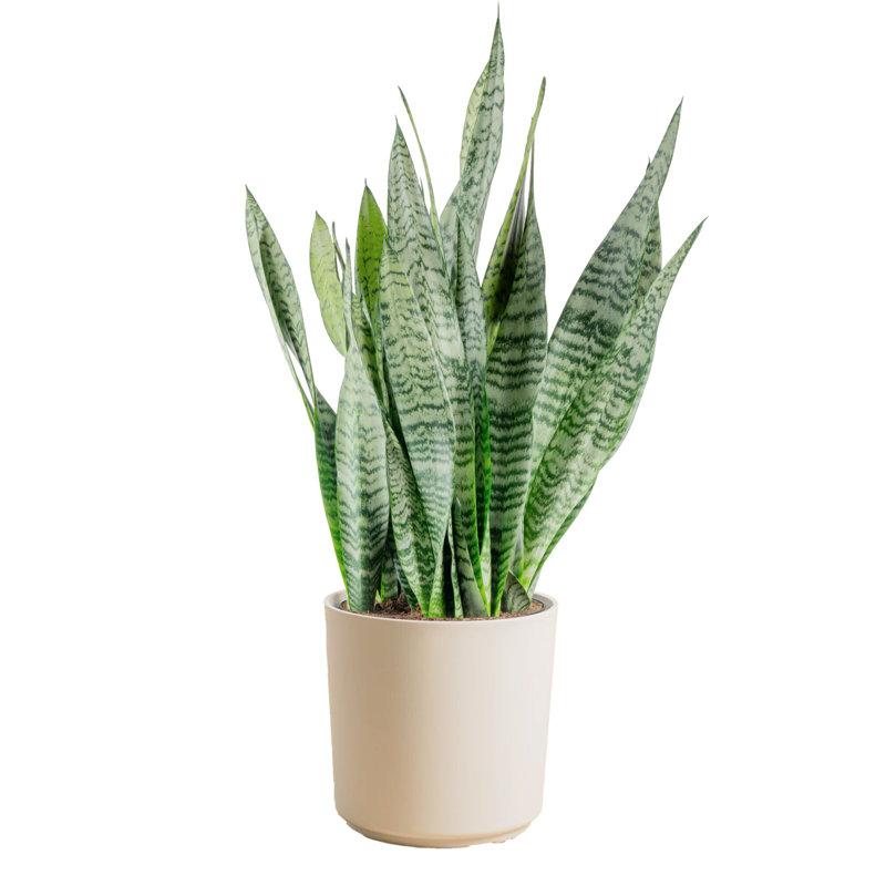 Costa Farms Indoor Snake Plant Sansevieria Zeylanica