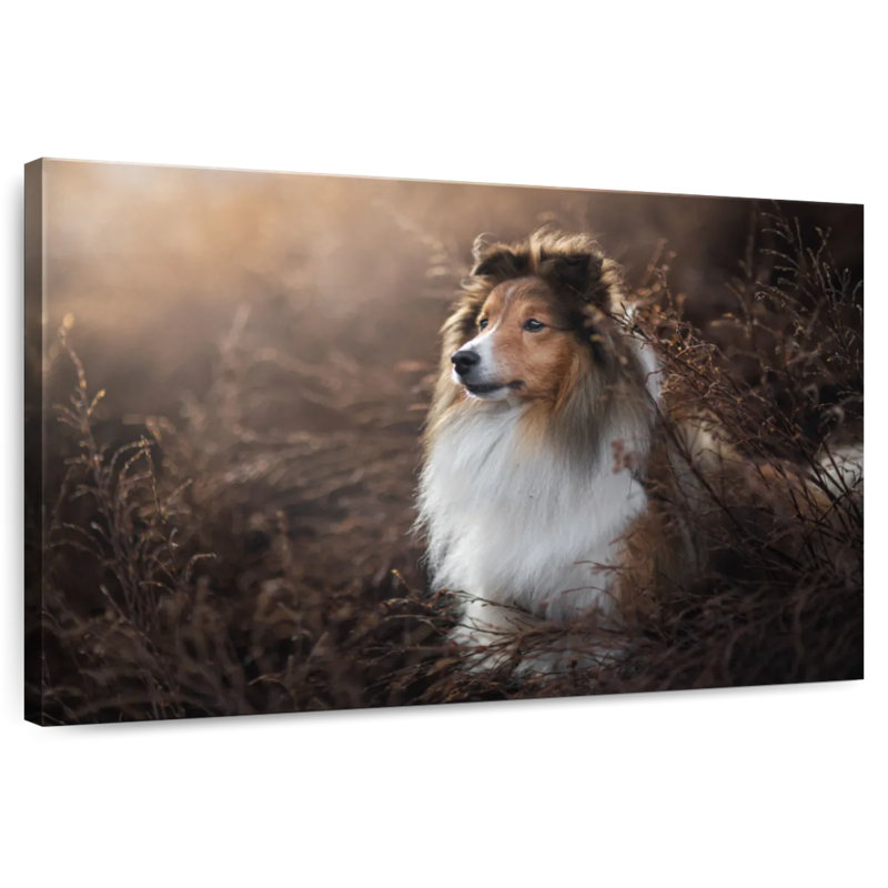 Bramelt, magnifique sheltie, H 8 po x l 12 po