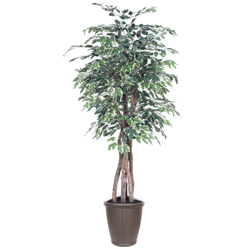 Ficus artificiel 72 po en pot, Brun