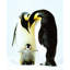 Famille de pingouins-2135914102