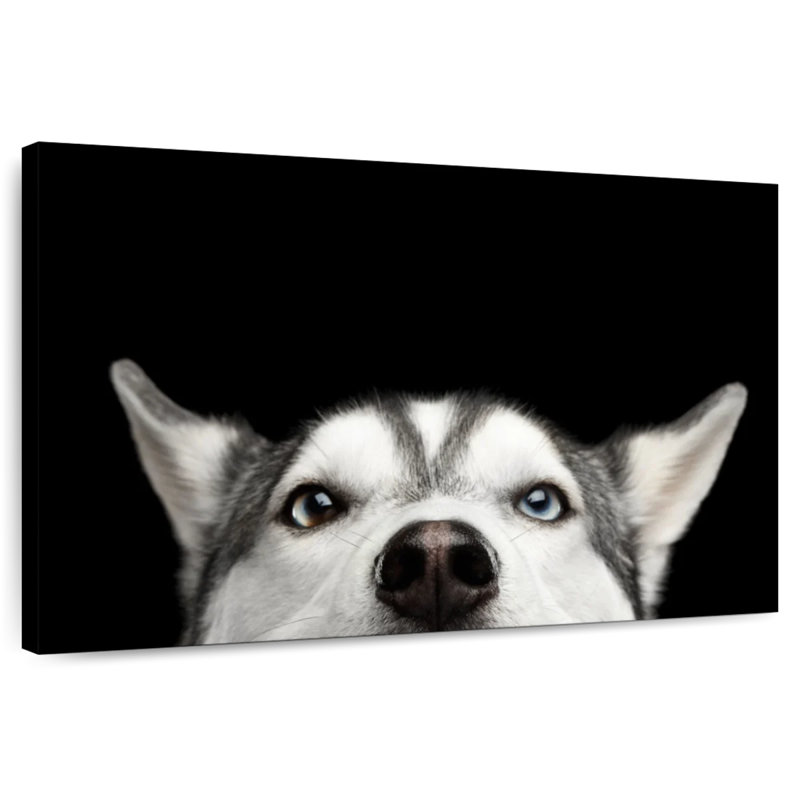 Peeking Husky sibérien, H 8 po x l 12 po