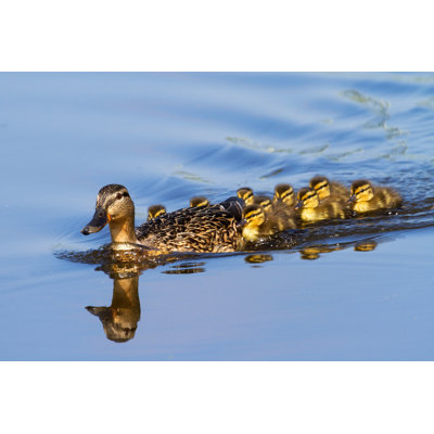" Duck Family " by Dennisvdw