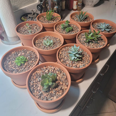 5.5 Inch Terra Cotta Pots with Saucer- 6-Pack