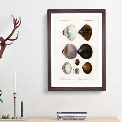 Mollusc Shell Illustrations PL. 4 by Charles D' Orbigny - Framed Print