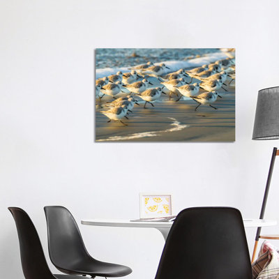 USA, California, San Luis Obispo. Sanderlings running in the surf. 1 Piece Wrapped Canvas Wall Art