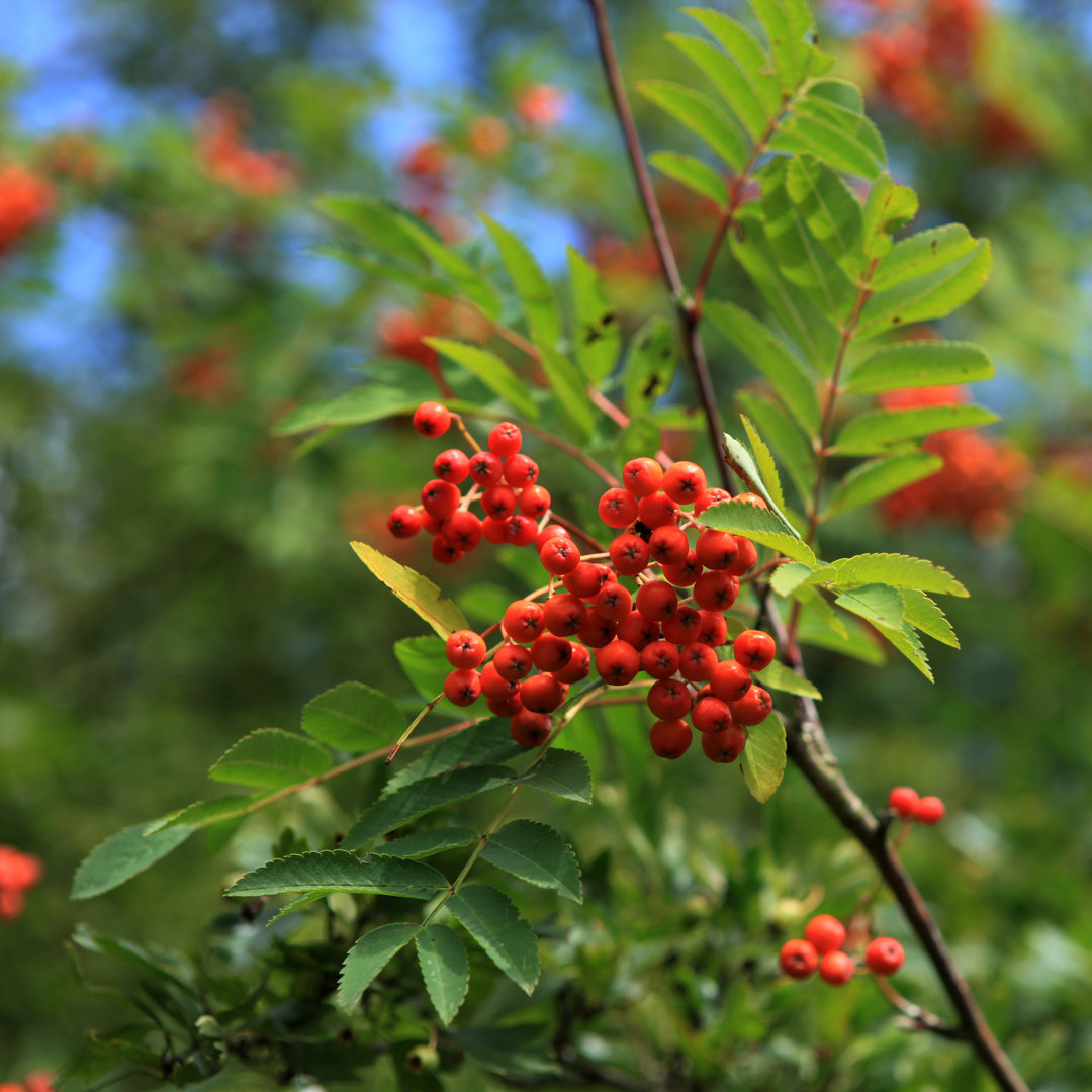 Bunte Vogelbeeren von Lubilub - Kunstdrucke auf Leinwand