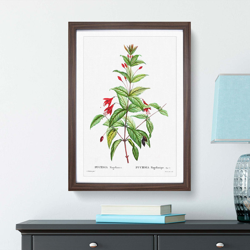 Fuchsia Flowers by Pierre-Joseph Redoute - Picture Frame Painting Print, 36cm H x 27cm W x 2cm D, Walnut Framed