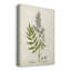 «Antique Herb Botanical III», impression sur toile tendue-553684341