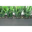 36 po Faux oignon en pot-1921597549-1911460632