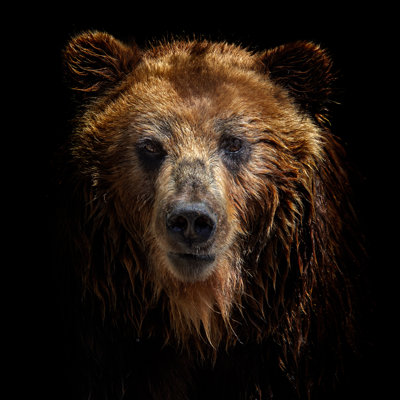 Ours brun - photographie sur toile tendue