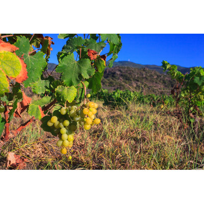 White Wine Grape - Photographie sur toile tendue