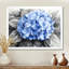 Hortensia bleu dans un jardin monochrome II - hortensia, art mural-397954517-397954527-397954502
