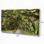 Live Oak Tunnel - Imprimé-1604748975-1597033605