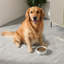 Anti-Skid Pet Bowl