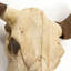 Bull Skull Handmade Resin Wall Decor