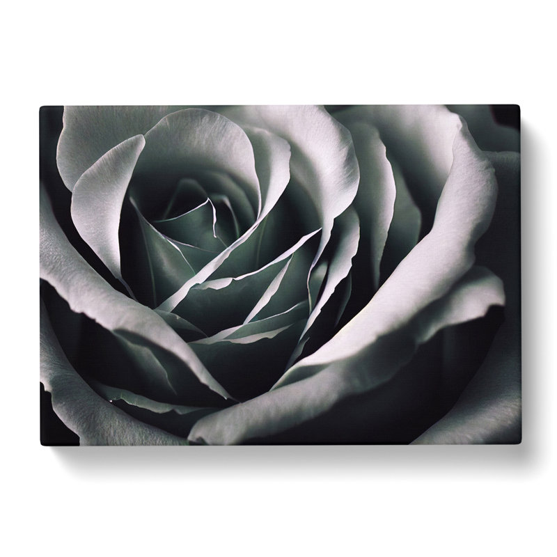 XXX-H1022-WF-8399X Striking Rose Flower - Wrapped Canvas Print, 50cm H x 76cm W x 3cm D