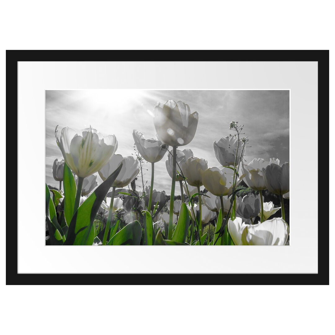 Gerahmtes Poster Wunderschöne Tulpenwiese