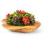 Mojave Wooden Bowl Succulent Arrangement