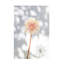 Fleur fanée, serre 2-718131629