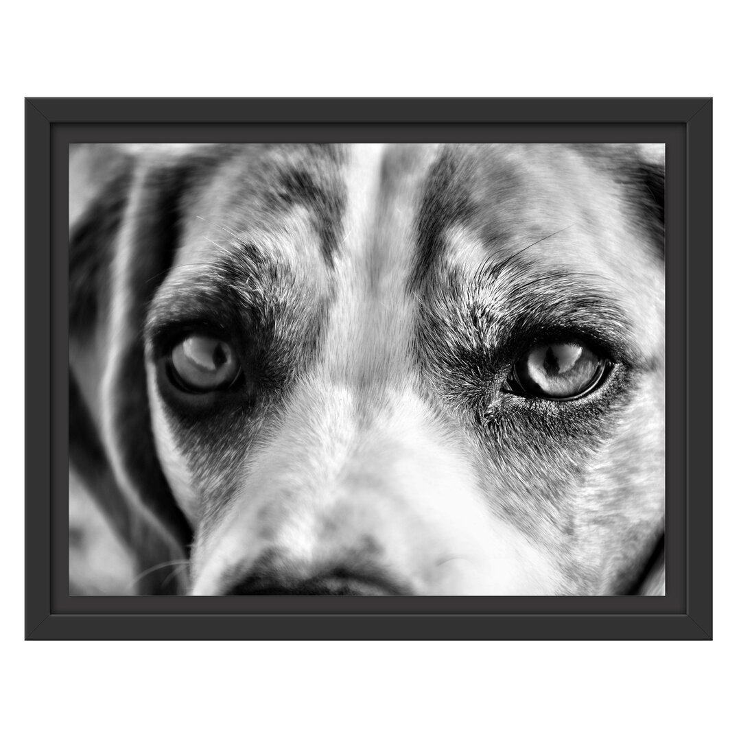 Gerahmtes Wandbild große Beagle-Augen